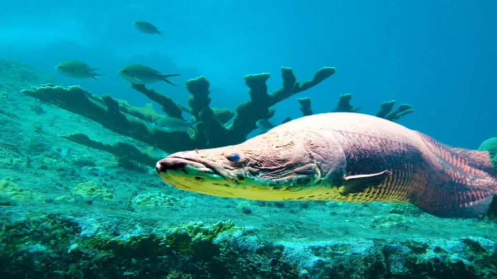 Ikan Arapaima Adalah Salah Satu Ikan Terbesar Di Sungai Amazon, Berikut Penjelasannya!
