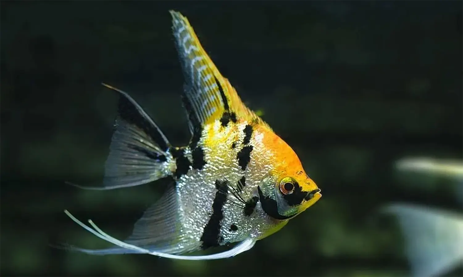 Mengenal Ikan Hias Angelfish, Klasifikasi, Jenis, dan Cara Merawatnya