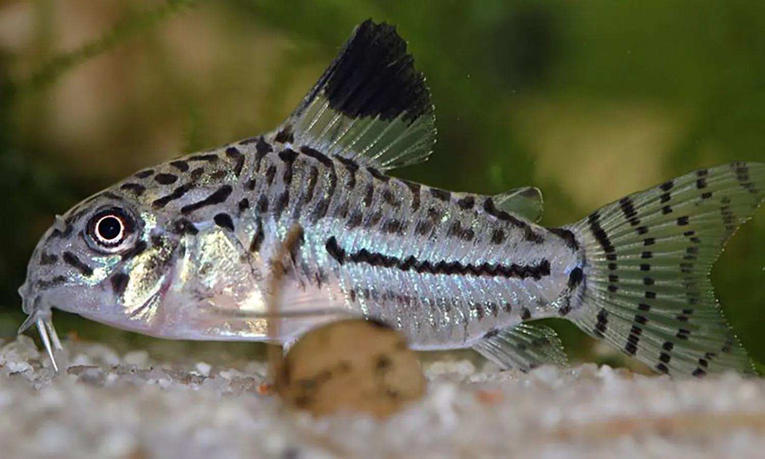 Mengenal Lebih Dekat Corydoras julii,Si Catfish yang Menggemaskan