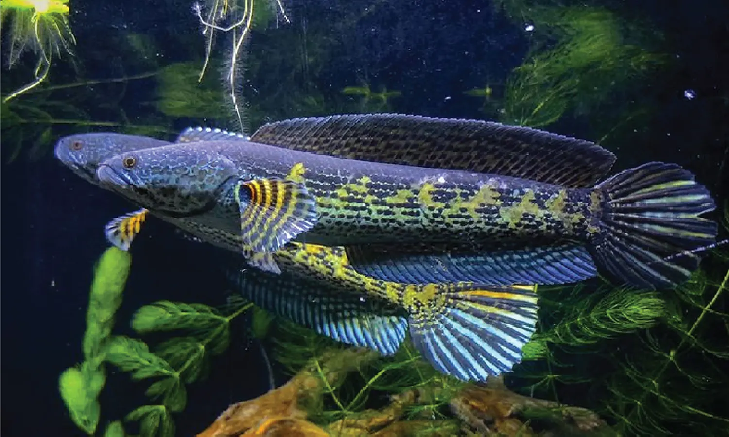 5 Fakta Ikan Gabus, Predator Air Tawar yang Tampak Bak Ular
