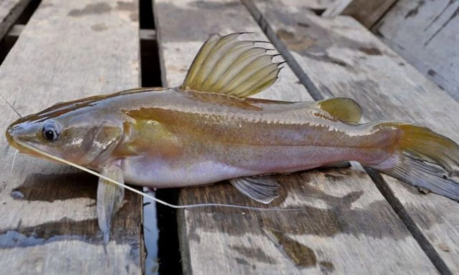 Mengenal Ikan Keting: Ciri, Morfologi, Klasifikasi dan Habitatnya