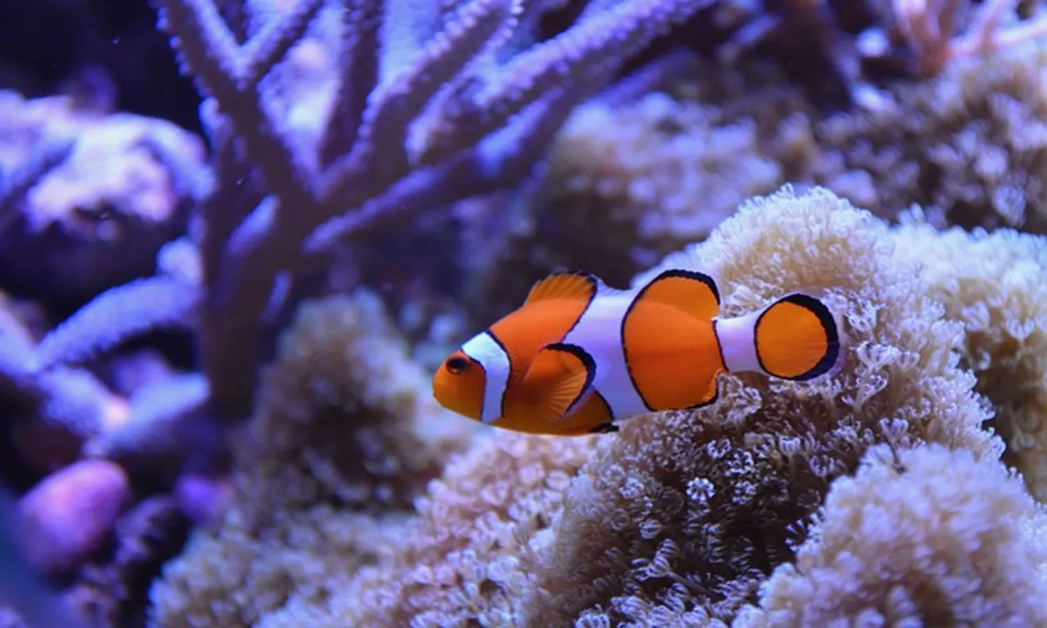 Daftar Harga Ikan Nemo Air Tawar Terbaru 2023