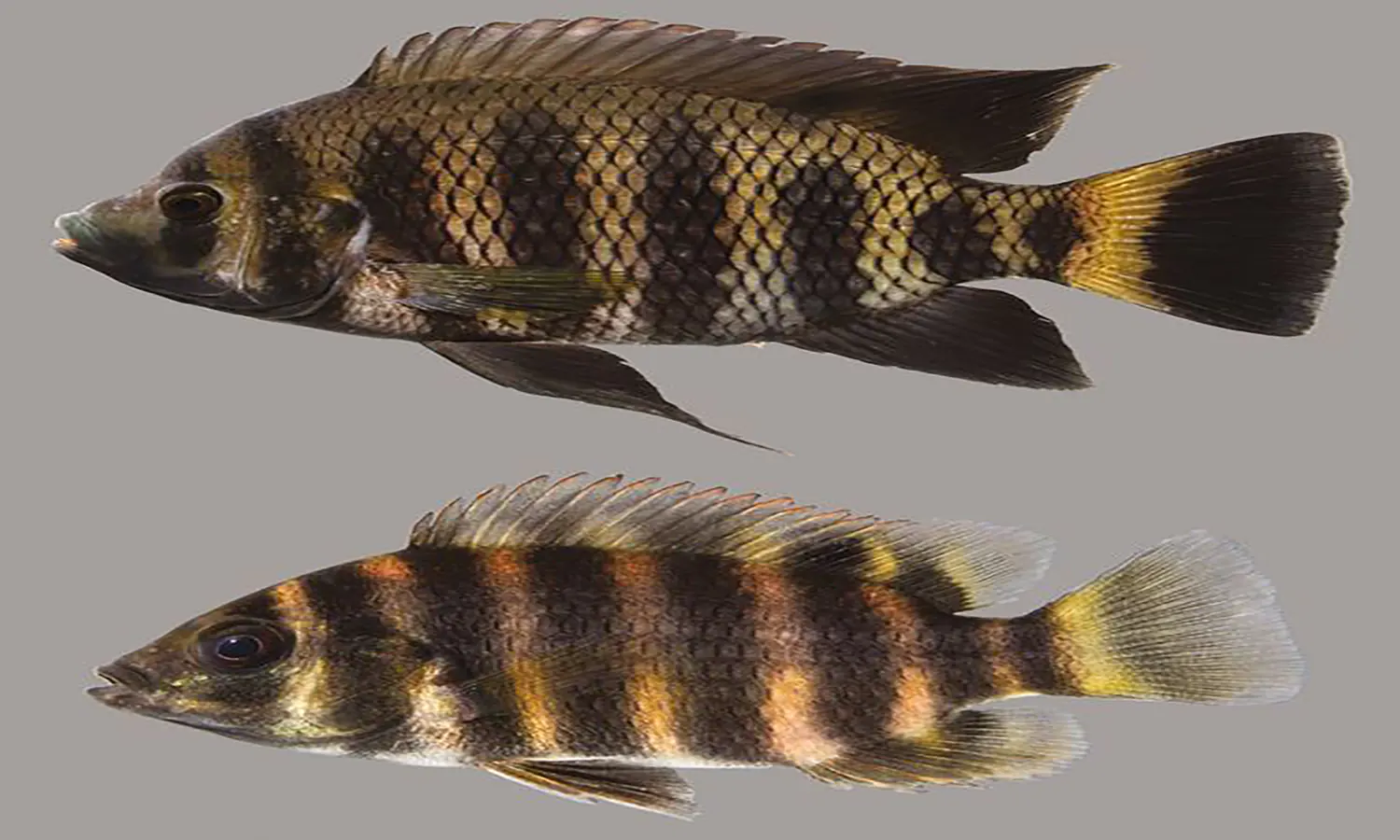 Sering dianggap Sama, Ini Perbedaan Ikan Nila dan Mujair